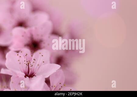 Fioritura dei ciliegi in primavera. Fiori rosa ciliegia in primo piano su sfondo rosa sfocato. Foto Stock