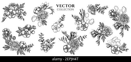 Bouquet di fiori di fico bianco e nero, eucalipto, pony, cotone, freesia, brunia Illustrazione Vettoriale