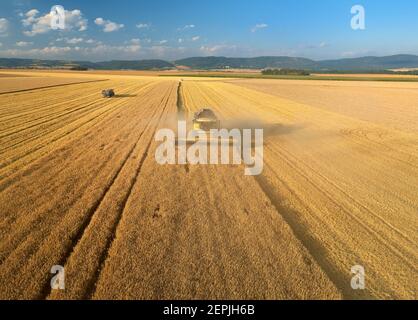 vista aerea sulla mietitrebbia che lavora sul campo. La macchina agricola raccoglie il grano al tramonto. Mietitrebbiatrice che raccoglie grano maturo d'oro f Foto Stock