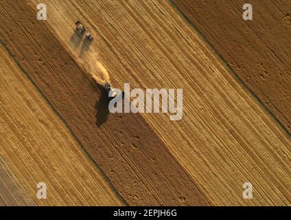 Vista aerea di una mietitrebbia e di un trattore con un'area laterale che lavora sul campo. La macchina agricola raccoglie il grano al tramonto. Raccolta di fiel di grano maturo d'oro Foto Stock