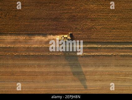 vista aerea sulla mietitrebbia che lavora sul campo. La macchina agricola raccoglie il grano al tramonto. Mietitrebbiatrice che raccoglie grano maturo d'oro f Foto Stock