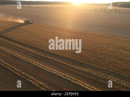 vista aerea sulla mietitrebbia che lavora sul campo. La macchina agricola raccoglie il grano al tramonto. Mietitrebbiatrice che raccoglie grano maturo d'oro f Foto Stock