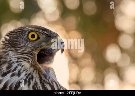 Ritratto di goshawk settentrionale, Accipiter gentilis, giovane uccello con occhi gialli luminosi e becco aperto contro bello oro, astratto bokeh di sfocatura circolare Foto Stock
