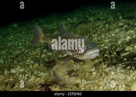 Salmo trutta lacustris, trote di mare, Gosausee (Lago di Gosau), Austria Foto Stock