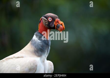 Re Vulture, Sarcoramphus papà, la più grande degli avvoltoi del nuovo mondo. Primo piano ritratto di bizzarro, colorato scavenger americano contro sfocato, scuro ju Foto Stock