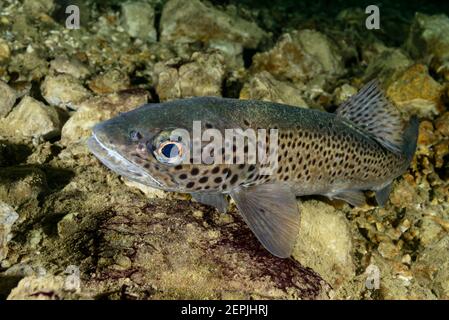 Salmo trutta lacustris, trote di mare, Gosausee (Lago di Gosau), Austria Foto Stock