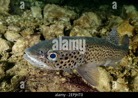 Salmo trutta lacustris, trote di mare, Gosausee (Lago di Gosau), Austria Foto Stock