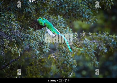 Volo risplendente Quetzal, Pharomatachrus mocinno, coda lunga, iridescente uccelli tropicali nutrimento su frutti di avocado selvatico. Vista rara sul maschio che vola con Foto Stock