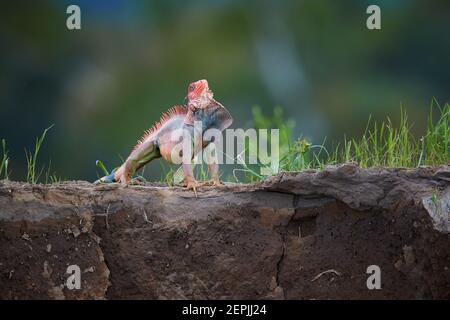 L'Iguana verde, Iguana iguana, maschio adulto in atteggiamento minaccioso, mostra la deglap sotto il collo e le spine. Isolato, forma rossa, Costa Rica iguana o Foto Stock