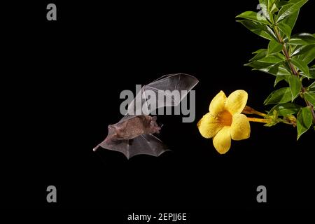 Nectar Bat arancione, Lonchophylla robusta. Scatto notturno di un pipistrello in volo che succhia nettare dai fiori notturni. Foresta pluviale del Costa Rica. Foto Stock