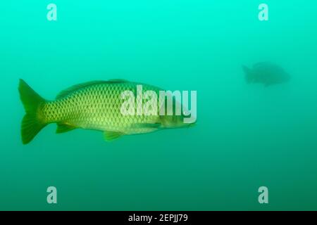 Cyprinus carpio, carpa europea o carpa comune, St. Kanzian am Klopeiner See, Lago Klopein, Austria Foto Stock