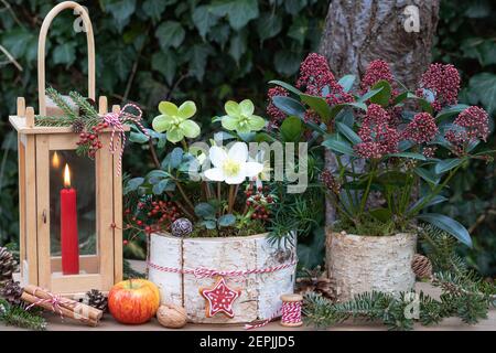 decorazione giardino invernale con helleborus niger e skimmia japonica in corteccia di betulla pentole Foto Stock