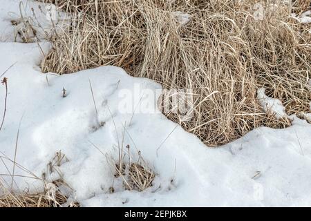 Vera erba secca sotto la neve limpida al mattino soleggiato e tranquillo Foto Stock