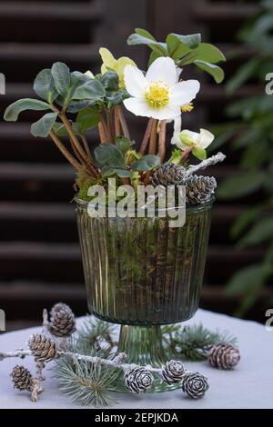 helleborus niger in vaso di vetro come decorazione invernale Foto Stock