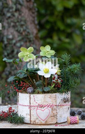 helleborus niger in bark pot di betulla come decorazione invernale Foto Stock