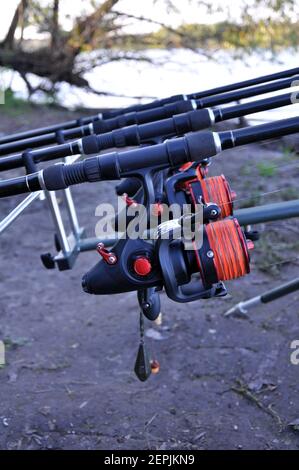 Canne da pesca su un rodpod con bobine con lenza per carp Foto Stock