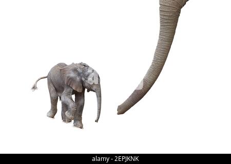 Isolato su bianco, nero e bianco, artistico, toccante immagine di un vitello di elefante africano appena nato, Loxodonta africana con tronco madri. Foto Stock