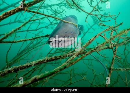 Silurus glanis, Wels catfish, St. Kanzian am Klopeiner See, Lago Klopein, Austria Foto Stock
