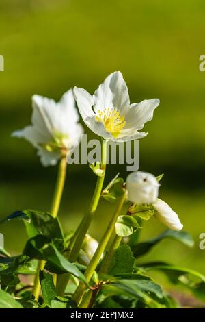 Bianco Hellebore fiore o Chirstman rosa di fronte a. sfondo verde durante la primavera Foto Stock