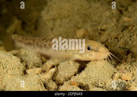 Barbatula barbatula, Stone Loach, Wolfgangsee (Lago Wolfgang), Austria Foto Stock