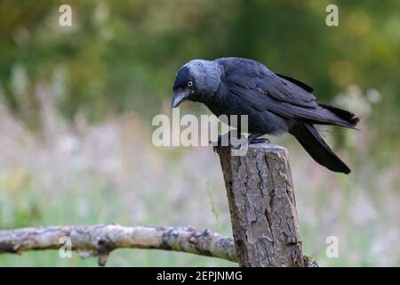 Jackdaw [ Corvus monidula ] sul palo della recinzione Foto Stock