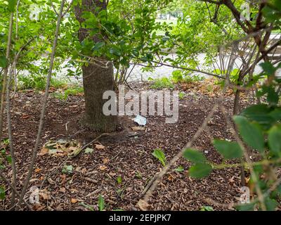 Usato covid-19 maschera facciale in natura accanto ad un albero come inquinamento ambientale e rifiuti di plastica in un parco pubblico Foto Stock