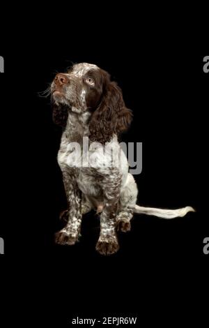 Cocker Spaniel cucciolo isolato su sfondo nero Foto Stock
