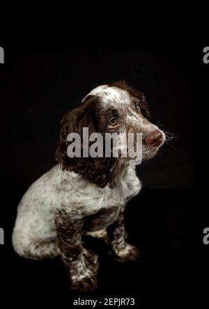 Cucciolo di Cocker Spaniel su sfondo nero Foto Stock