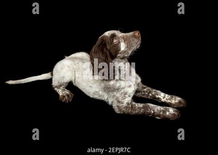 Il cucciolo di Cocker Spaniel sedette su sfondo nero Foto Stock