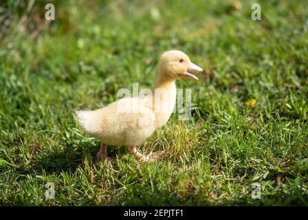 Carino anatre soffici all'aperto. L'uccello giallo dell'anatra del bambino sull'erba verde della molla scopre la vita. Agricoltura biologica, diritti degli animali, concetto di natura Foto Stock