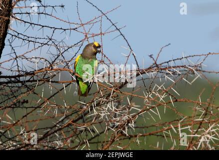 Parrot marrone (Poicephalus meyeri saturatus) adulto arroccato su albero morto Lago Baringo, Kenya Novembre Foto Stock