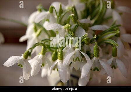 Un primo piano di delicate gocce di neve (Galanthus) che fioriscono all'inizio della primavera, emergendo dal freddo. Questi piccoli fiori bianchi simboleggiano la speranza Foto Stock