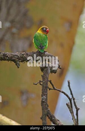 Hybrid Fischer's x Lovebirds (Agapornis fischeri x A. personatus) arroccato sul ramo morto Lago Naivasha, Kenya Novembre Foto Stock