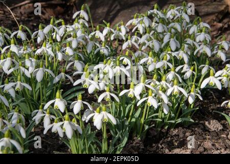 Un gruppo di nevicate, Galanthus nivalis, fioriscono tra arbusti nel mese di febbraio. Foto Stock