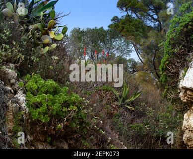 Fiori d'arancio Aloe, agave, scogliere sul `Cap d`Antibes`, costa azzurra , Francia Foto Stock