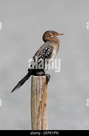 Cormorano a coda lunga (Phalacrocorax africanus africanus) immaturo in piedi sul lago post Basaka, Etiopia Aprile Foto Stock