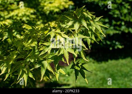 Acer palmatum o acero a forma di palma in estate. Foglie di albero sulla luce solare. Arboreto Volcji potok Foto Stock