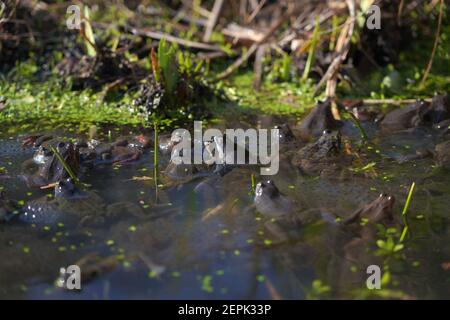 Rane comuni, Rana temporaria, in un laghetto circondato da rana in primavera Foto Stock