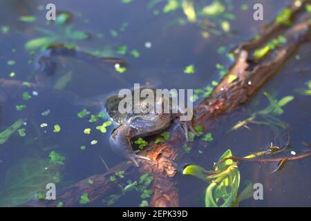 Primo piano di una rana comune in uno stagno Foto Stock