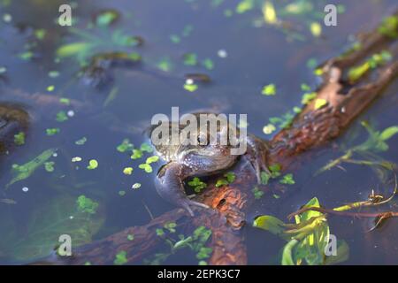 Primo piano di una rana comune in uno stagno Foto Stock