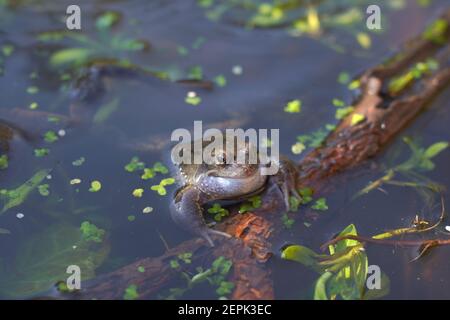 Primo piano di una rana comune in uno stagno Foto Stock