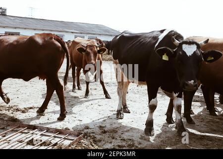 Tori di bestiame e mucche con etichette gialle in orecchie in azione a sfondo rurale fattoria, animali domestici Foto Stock