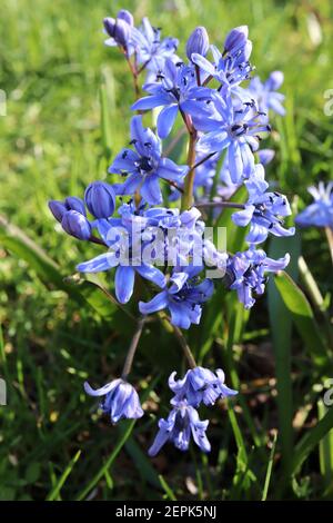 Scilla bifolia Alpine squill – fiori a forma di campana blu medio con vene violette, febbraio, Inghilterra, Regno Unito Foto Stock