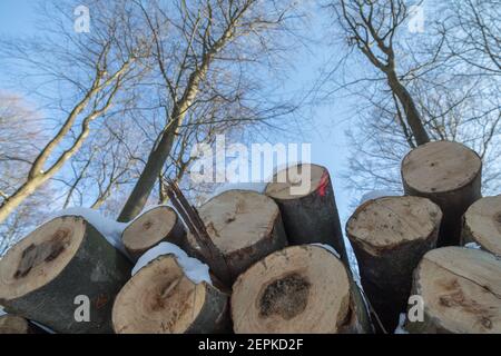 tronchi impilati nella foresta di faggio invernale Foto Stock