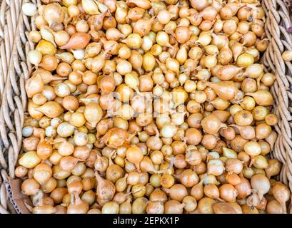 Bulbi per seminare cipolle in supermercato. Primo piano. Sfondo astratto Foto Stock