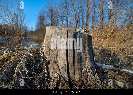 Ceppo di albero, primo piano, inverno Foto Stock