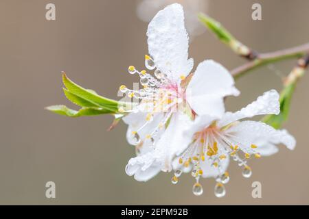macro dettaglio di fiori di mandorle bagnati da gocce d'acqua, gocce su petali, filamenti e antere. Spazio di copia Foto Stock