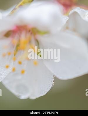 macro dettaglio di fiori di mandorle bagnati da gocce d'acqua, gocce su petali, filamenti e antere. Spazio di copia Foto Stock