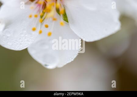 macro dettaglio di fiori di mandorle bagnati da gocce d'acqua, gocce su petali, filamenti e antere. Spazio di copia Foto Stock