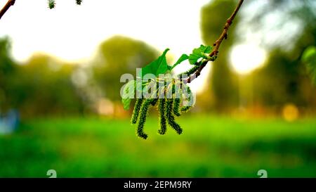 Lunghi annuiti di fiori non maturi di Mulberry in aria con un ramo. Fiori organici in condizioni immature con sfondo verde offuscato. Foto Stock